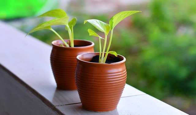 Sede frecuencia Frente a ti Aprende la forma correcta de trasplantar una planta en casa